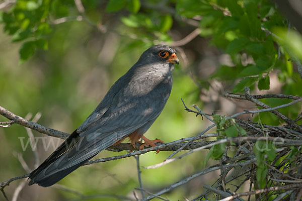 Rotfußfalke (Falco vespertinus)