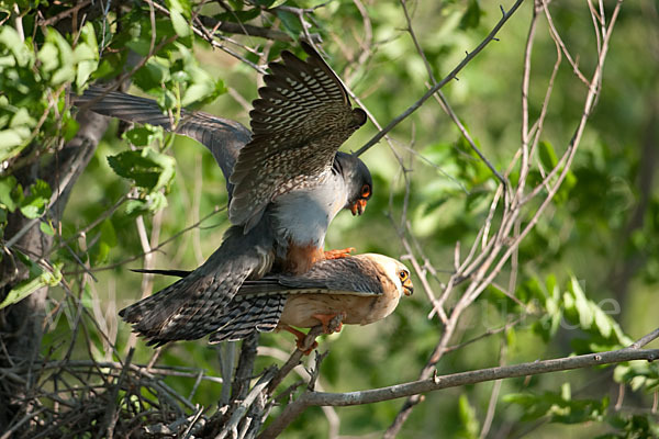 Rotfußfalke (Falco vespertinus)