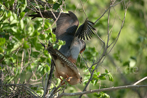 Rotfußfalke (Falco vespertinus)