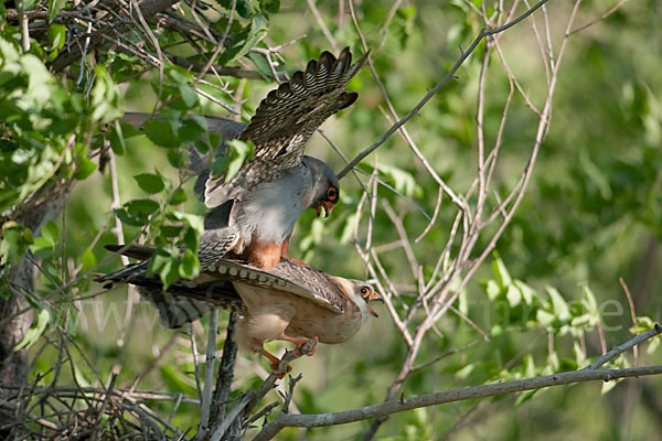 Rotfußfalke (Falco vespertinus)