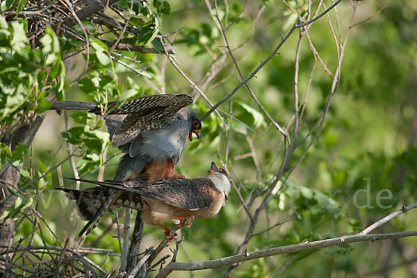 Rotfußfalke (Falco vespertinus)