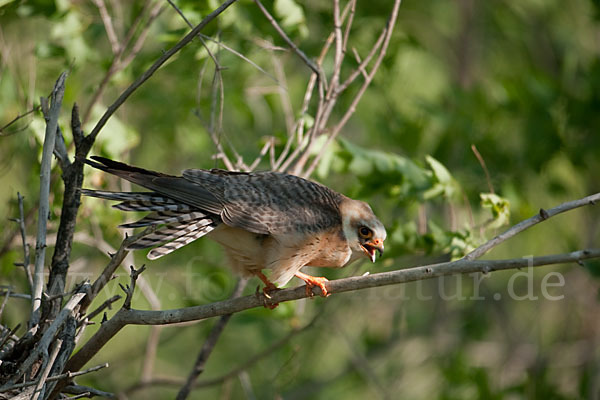 Rotfußfalke (Falco vespertinus)