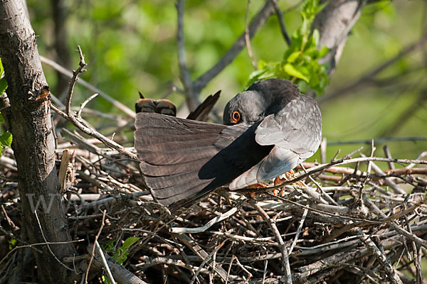 Rotfußfalke (Falco vespertinus)