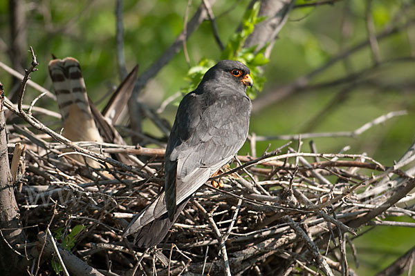 Rotfußfalke (Falco vespertinus)