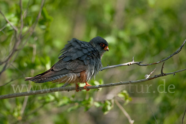 Rotfußfalke (Falco vespertinus)