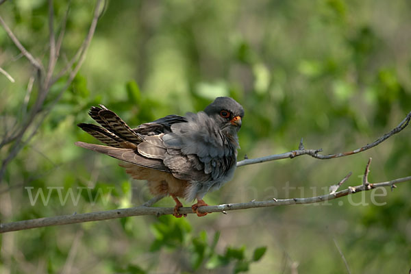 Rotfußfalke (Falco vespertinus)