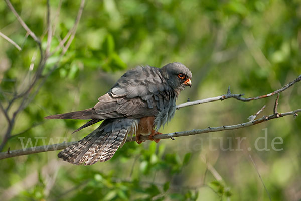 Rotfußfalke (Falco vespertinus)