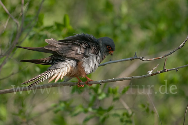 Rotfußfalke (Falco vespertinus)