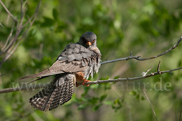 Rotfußfalke (Falco vespertinus)