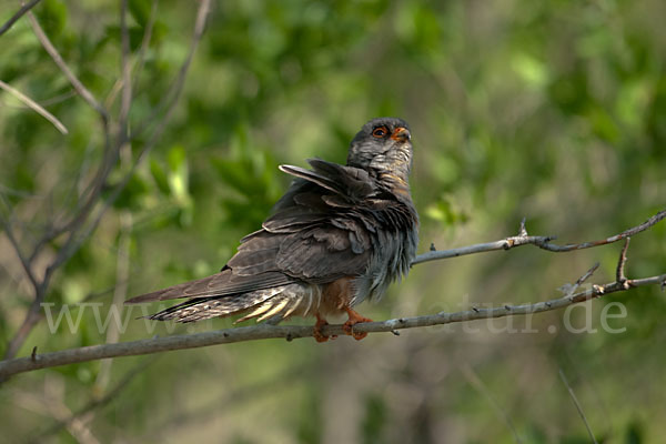 Rotfußfalke (Falco vespertinus)