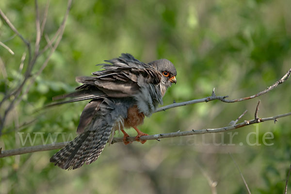 Rotfußfalke (Falco vespertinus)