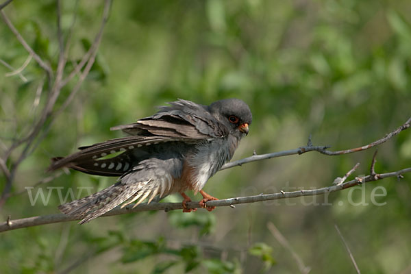 Rotfußfalke (Falco vespertinus)