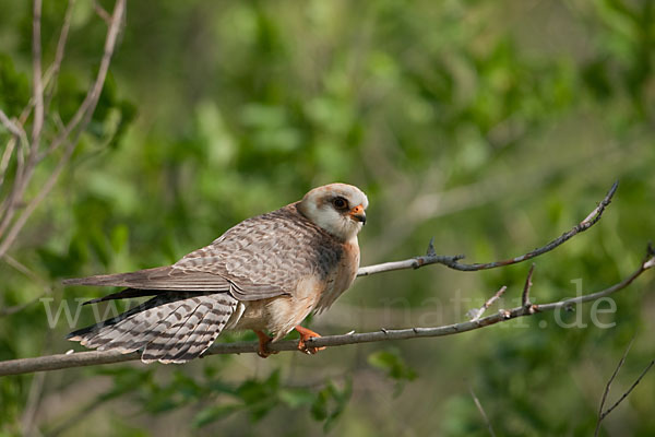 Rotfußfalke (Falco vespertinus)