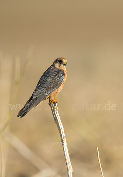 Rotfußfalke (Falco vespertinus)