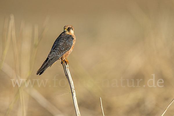 Rotfußfalke (Falco vespertinus)