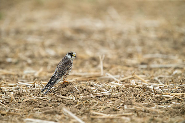 Rotfußfalke (Falco vespertinus)