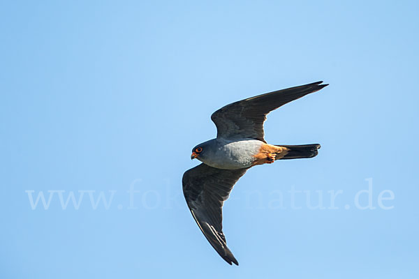 Rotfußfalke (Falco vespertinus)