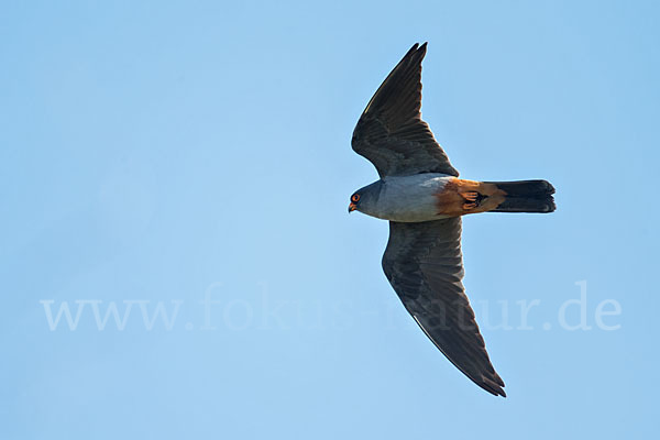 Rotfußfalke (Falco vespertinus)