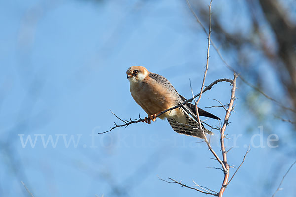 Rotfußfalke (Falco vespertinus)