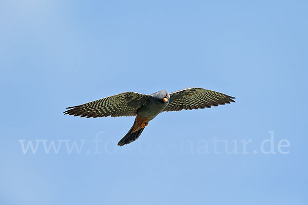 Rotfußfalke (Falco vespertinus)