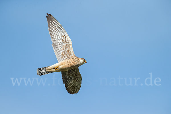 Rotfußfalke (Falco vespertinus)