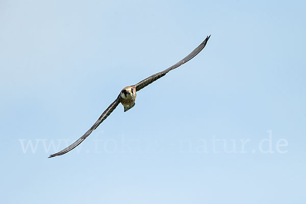 Rotfußfalke (Falco vespertinus)