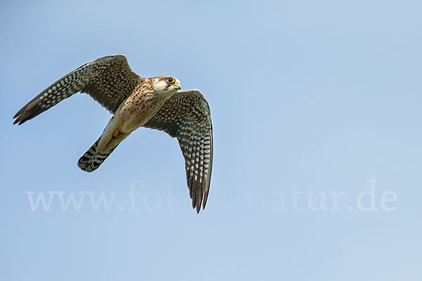 Rotfußfalke (Falco vespertinus)