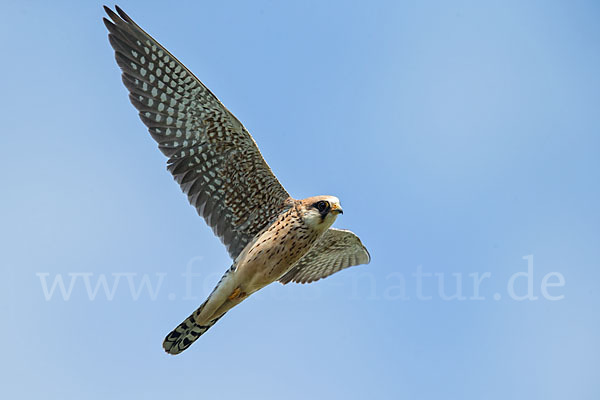 Rotfußfalke (Falco vespertinus)