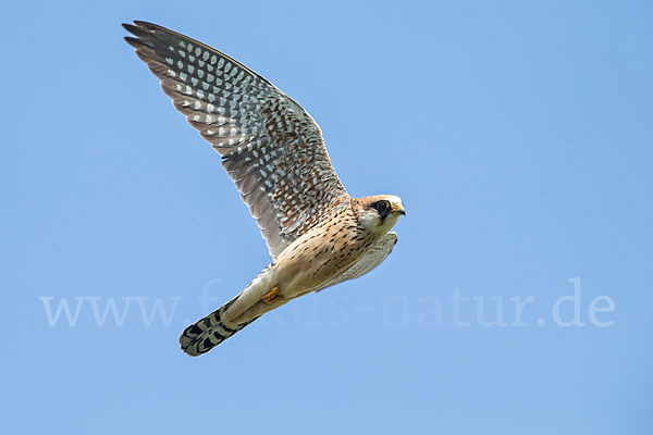 Rotfußfalke (Falco vespertinus)