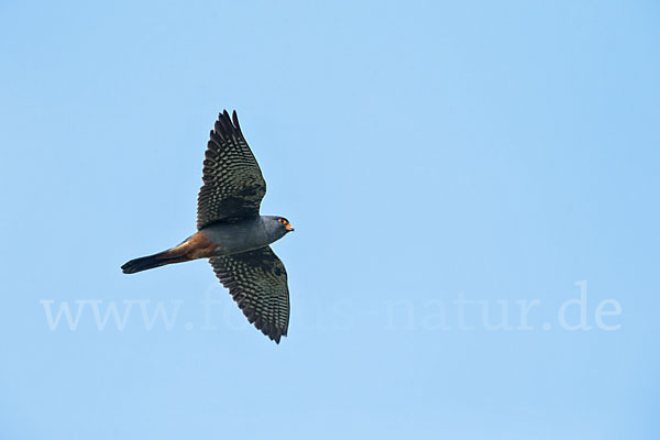 Rotfußfalke (Falco vespertinus)