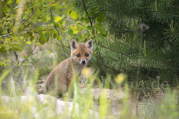 Rotfuchs (Vulpes vulpes)