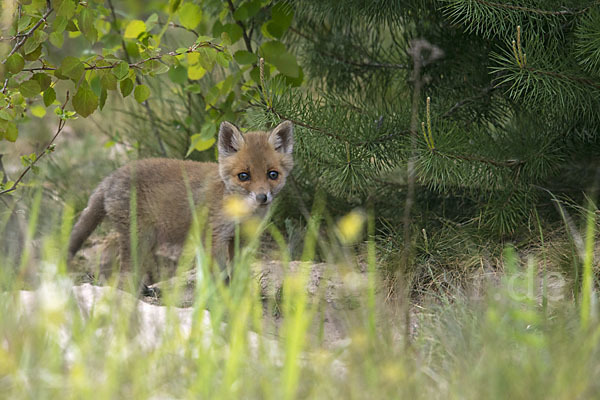 Rotfuchs (Vulpes vulpes)