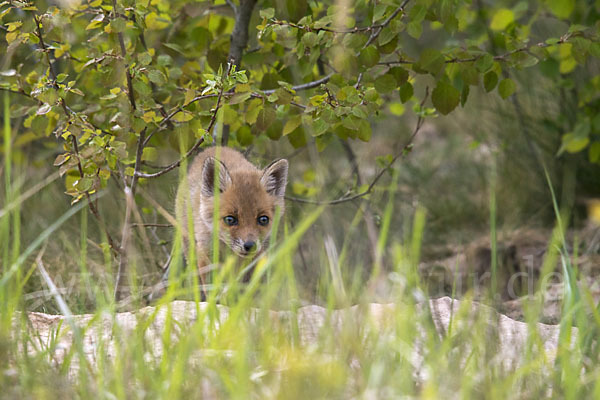 Rotfuchs (Vulpes vulpes)