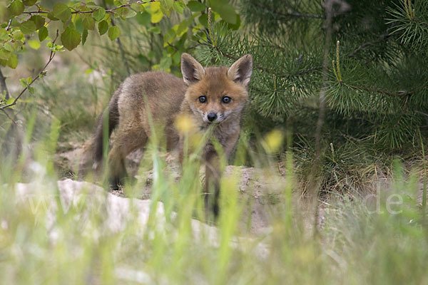 Rotfuchs (Vulpes vulpes)