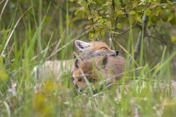 Rotfuchs (Vulpes vulpes)