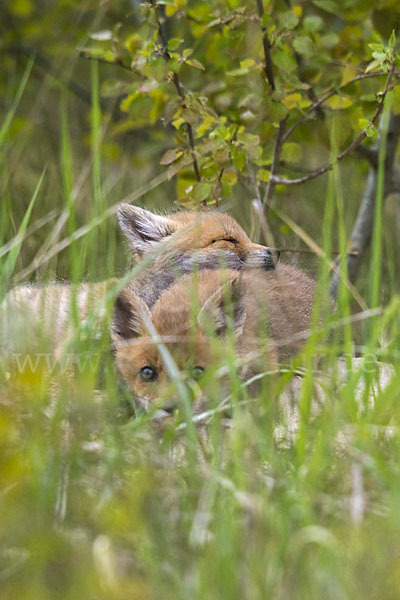 Rotfuchs (Vulpes vulpes)