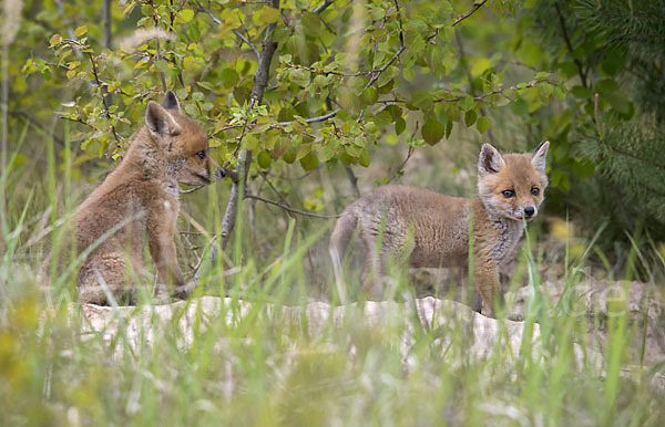 Rotfuchs (Vulpes vulpes)