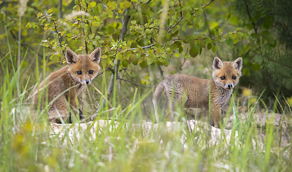 Rotfuchs (Vulpes vulpes)