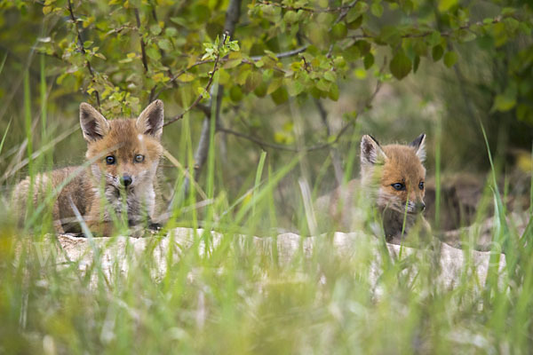 Rotfuchs (Vulpes vulpes)