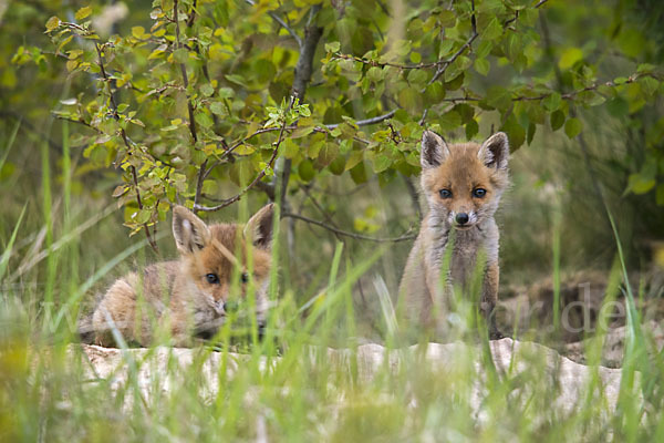 Rotfuchs (Vulpes vulpes)