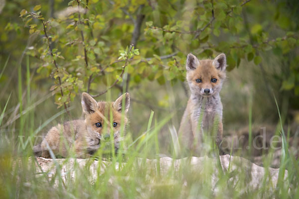 Rotfuchs (Vulpes vulpes)