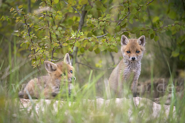 Rotfuchs (Vulpes vulpes)