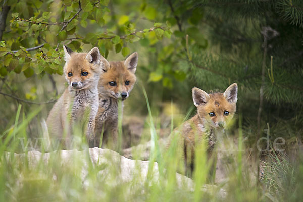 Rotfuchs (Vulpes vulpes)