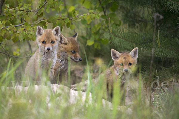 Rotfuchs (Vulpes vulpes)