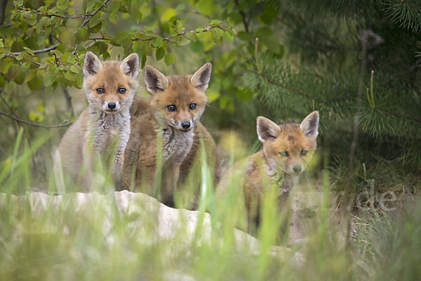 Rotfuchs (Vulpes vulpes)