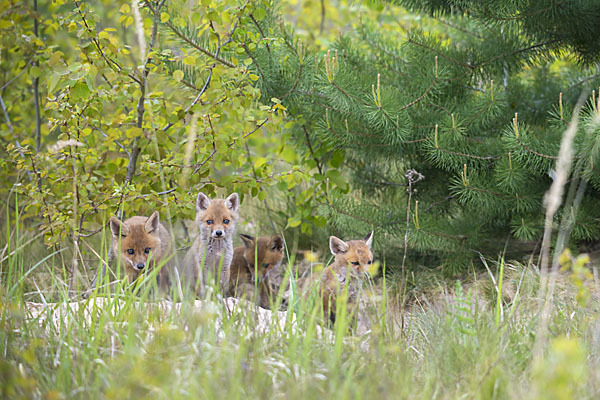 Rotfuchs (Vulpes vulpes)