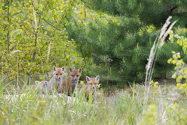 Rotfuchs (Vulpes vulpes)