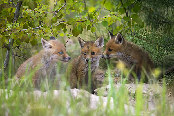 Rotfuchs (Vulpes vulpes)