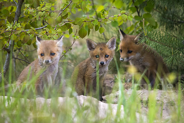 Rotfuchs (Vulpes vulpes)