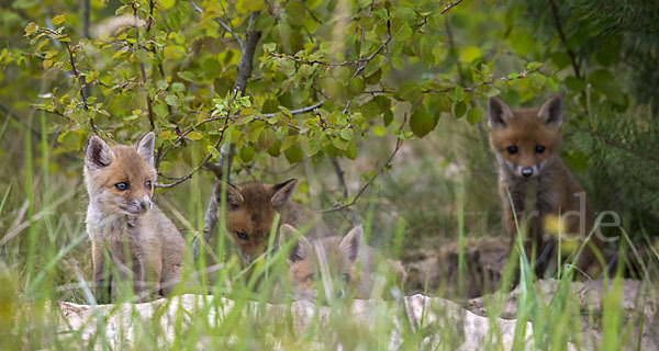 Rotfuchs (Vulpes vulpes)